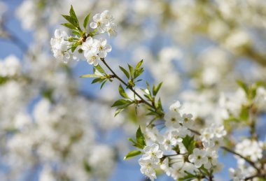 beyaz çiçekler dalda açan