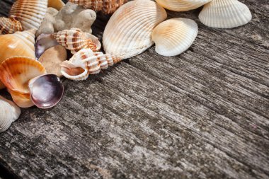 Ahşap zemin üzerinde deniz kabukları