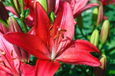 Güzel taze kırmızı çiçek başları, yeşil doğal arka plan üzerinde