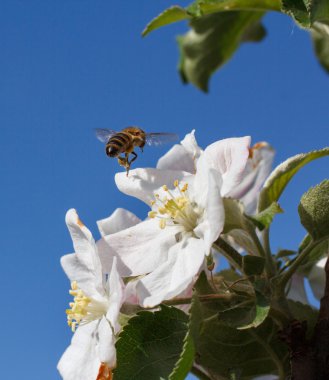 Beyaz kiraz çiçeklerinin üzerinde arı var.