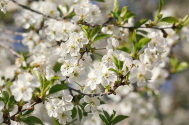 beyaz çiçekler dalda açan