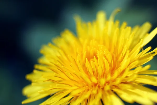 Mooie verse gele bloemknoppen, over groene natuurlijke achtergrond — Stockfoto