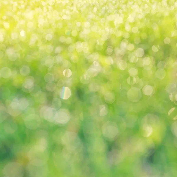 Gotas de orvalho em um bokeh de grama verde — Fotografia de Stock