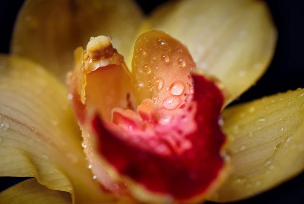 Yellow orchid flower with dew drops closeup — Stock Photo, Image