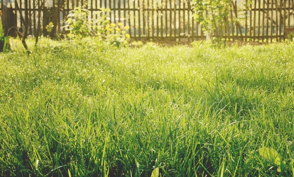 Trädgård med gräs — Stockfoto