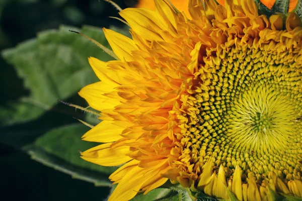 Sunflower closeup background — Stock Photo, Image