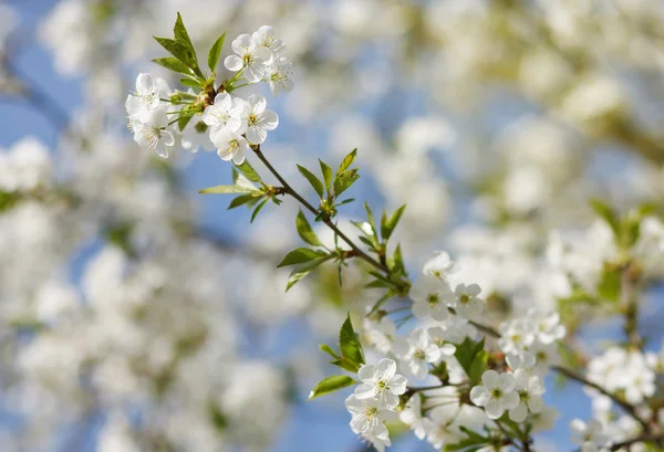 Witte bloemen bloeien op tak — Stockfoto