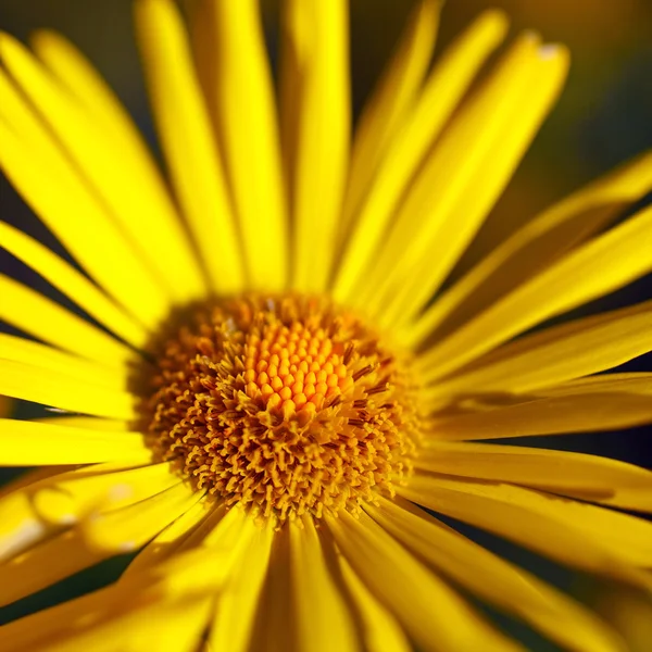 Flor amarela florescendo no tempo da primavera — Fotografia de Stock