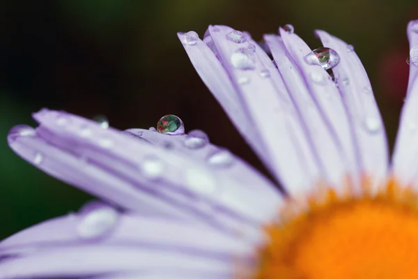 Waterdropson the purple daisy — Stock Photo, Image