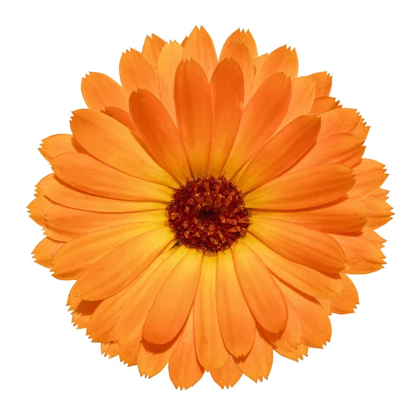 Yellow Marigold flower isolated on white background — Stock Photo, Image