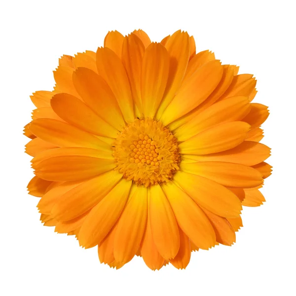 Yellow Marigold flower isolated on white background — Stock Photo, Image