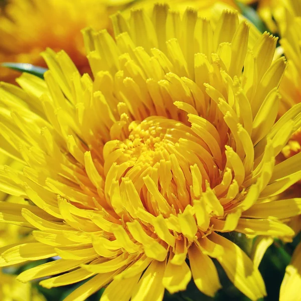Lindas cabeças de flores amarelas frescas, close-up — Fotografia de Stock