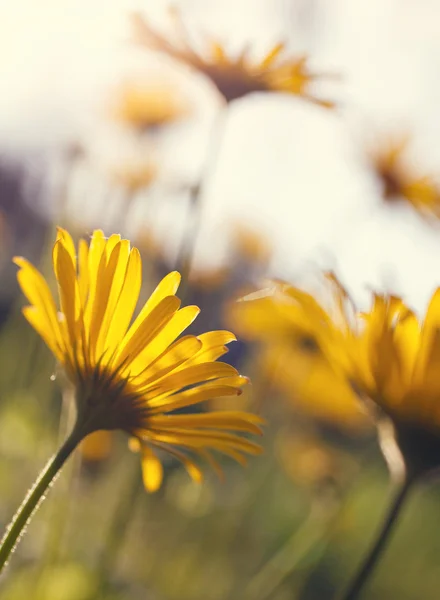 Yellow flowers blossoming in spring time — Stock Photo, Image