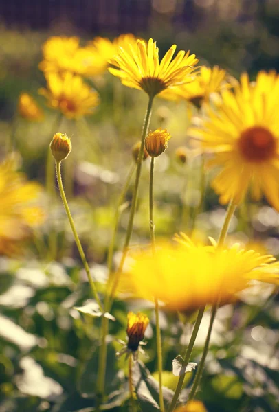 Yellow flowers blossoming in spring time — Stock Photo, Image