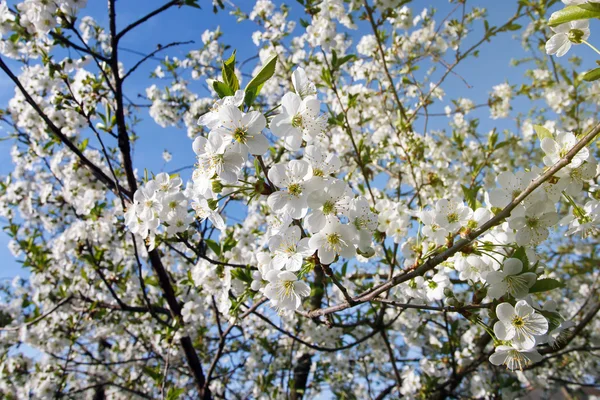 White flowers blooming on branch Royalty Free Stock Photos