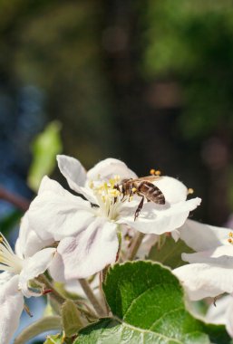 Beyaz kiraz çiçeklerinin üzerinde arı var.
