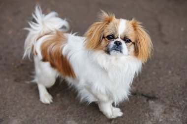 Komik Kızıl saçlı pekingese köpek