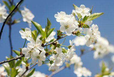 beyaz çiçekler dalda açan