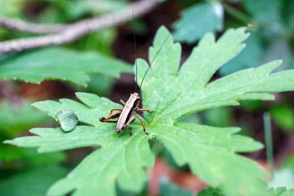 Escarabajo en el verde en las hojas —  Fotos de Stock