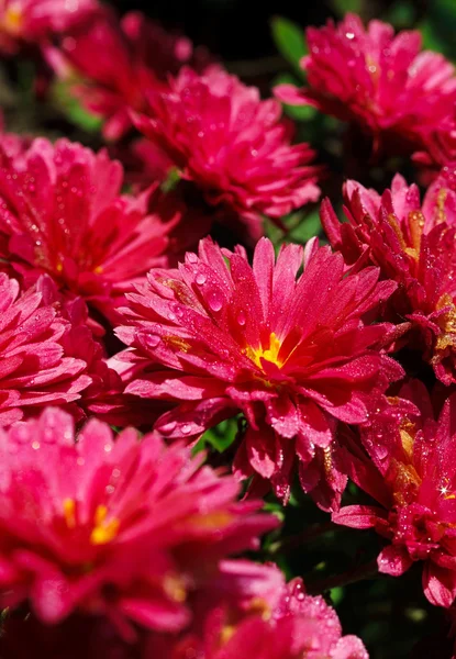 pembe kasımpatı çiçekleri