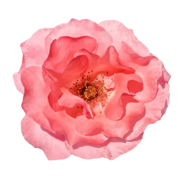 Isolated Pink Rose with clipping path — Stock Photo, Image