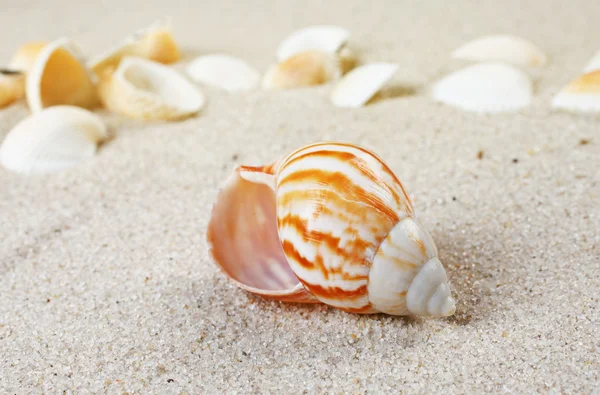 Belas conchas do mar na areia . — Fotografia de Stock