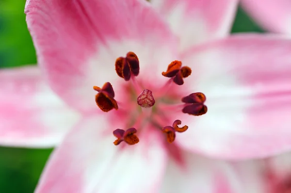 Beautiful fresh pink flower heads — Stock Photo, Image