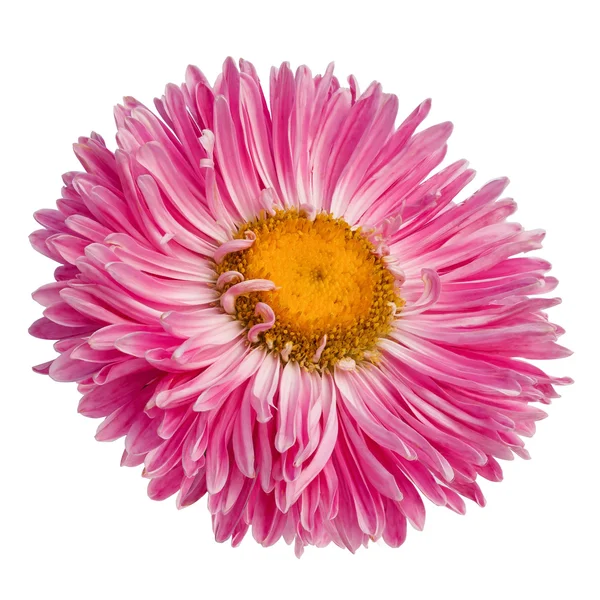 Pink gerbera flower isolated on white background — Stock Photo, Image