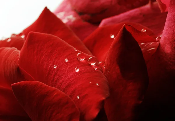 Gotas de orvalho nas folhas de rosas vermelhas — Fotografia de Stock