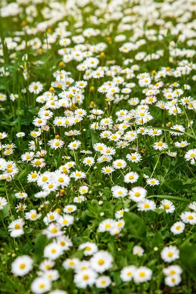 Campo de margarida verão — Fotografia de Stock