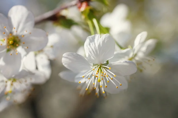 Vita blommor som blommar på gren — Stockfoto