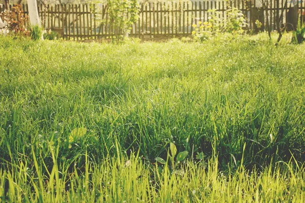 Giardino con erba — Foto Stock