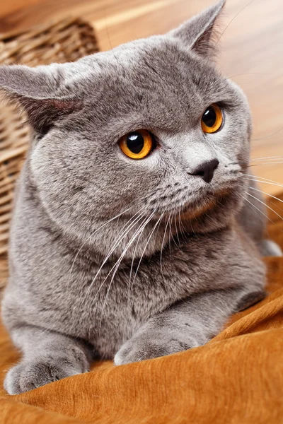 Portret van British Shorthair cat — Stockfoto