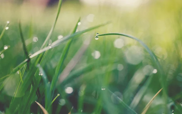 Wassertropfen auf Gras — Stockfoto