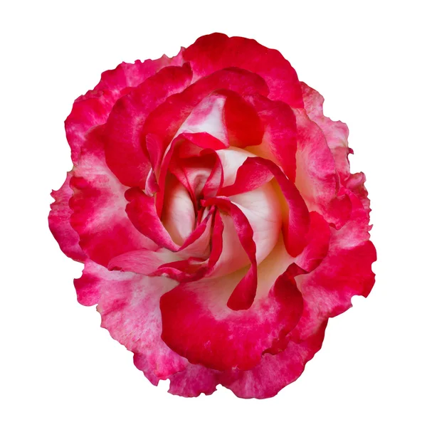 Beautiful red flower isolated on white background — Stock Photo, Image