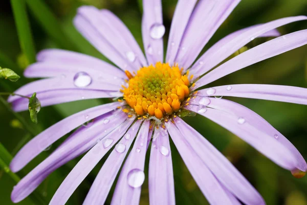Beautiful violet daisy — Stock Photo, Image