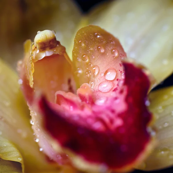Yellow orchid flower with dew drops closeup — Stock Photo, Image