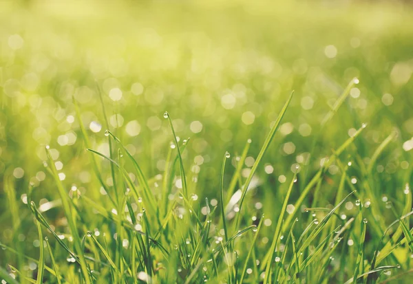 Su damlalı yeşil çimen