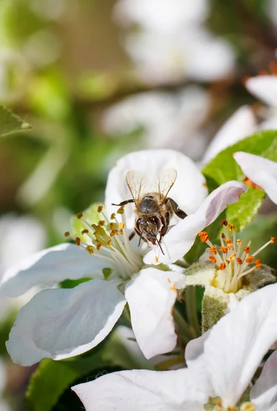 Ape su un fiore dei fiori ciliegio bianchi — Foto Stock