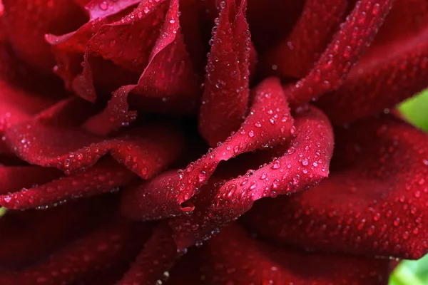 Gouttes de rosée sur les feuilles de roses rouges — Photo