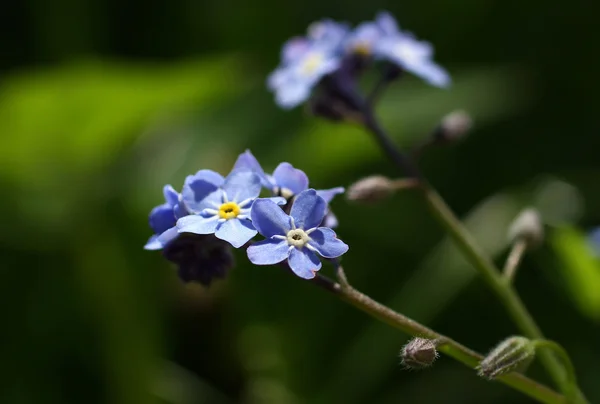 Bellissimo fiore viola in giardino — Foto Stock