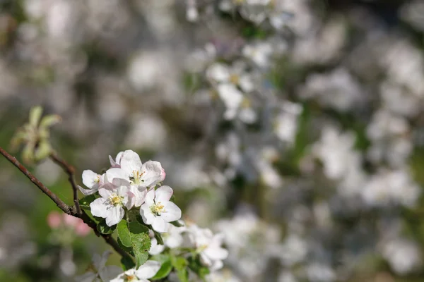 Vita blommor som blommar på gren — Stockfoto