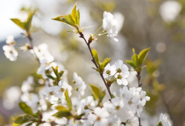 Vita blommor som blommar på gren — Stockfoto