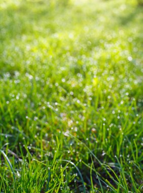 Üstten Görünüm yeşil çimen