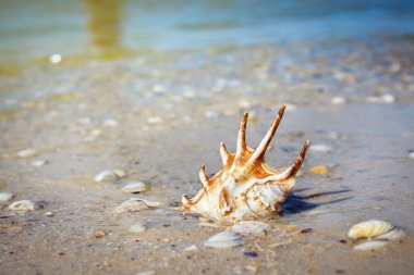 güzel büyük seashell kum üzerinde yalan