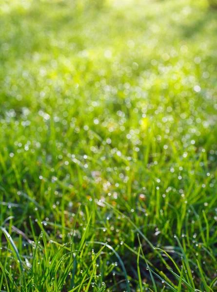 Üstten Görünüm yeşil çimen