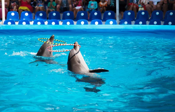 Dwa delfiny grając w delfinarium — Zdjęcie stockowe