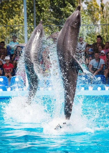 Dwa delfiny grając w delfinarium — Zdjęcie stockowe