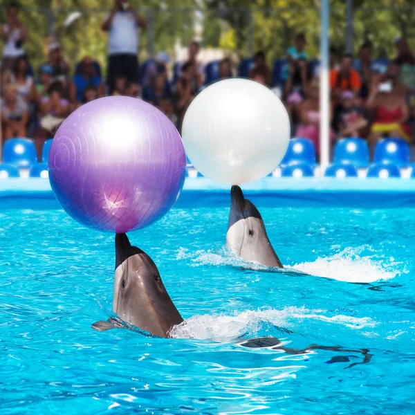 Two dolphins playing  in dolphinarium — Stock Photo, Image