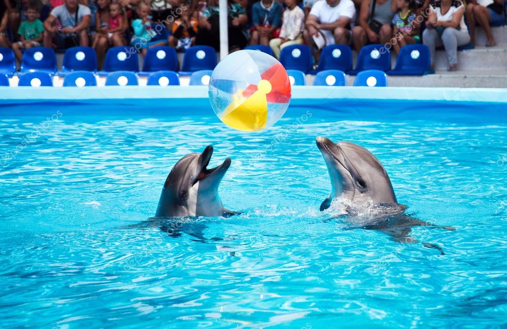 Two dolphins playing in dolphinarium Stock Photo by ©serkucher 100815186